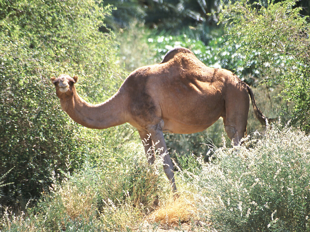 Wadi Darbat 