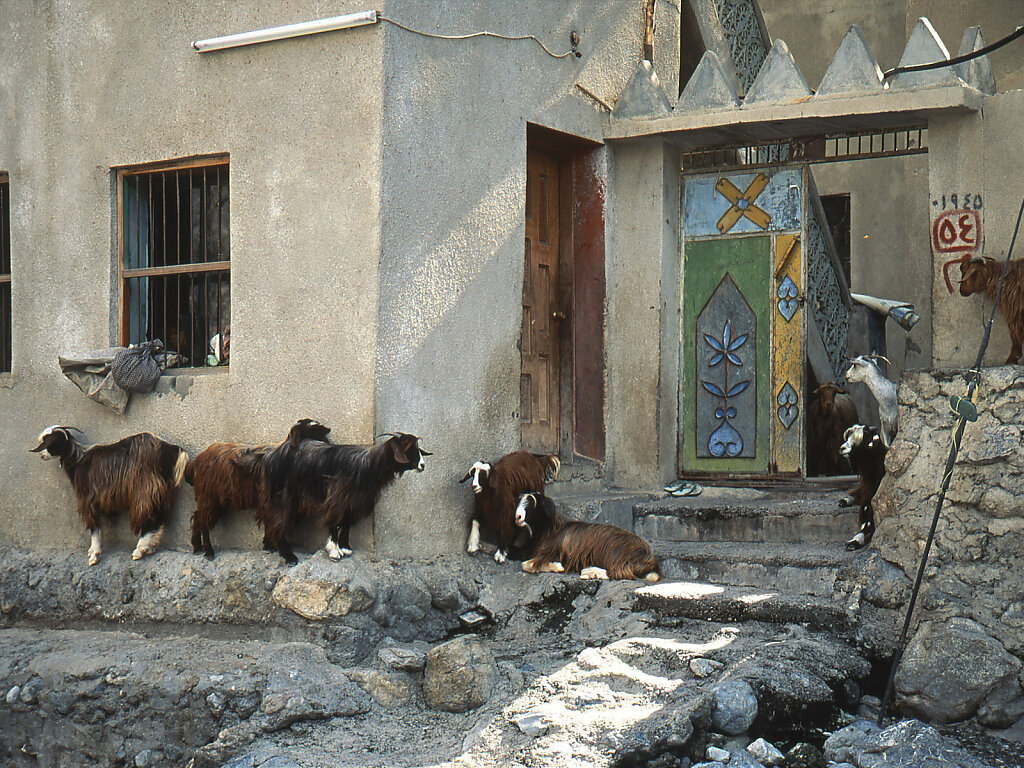 Ziegen in Wadi Nakhl / Goats in Wadi Nahkl