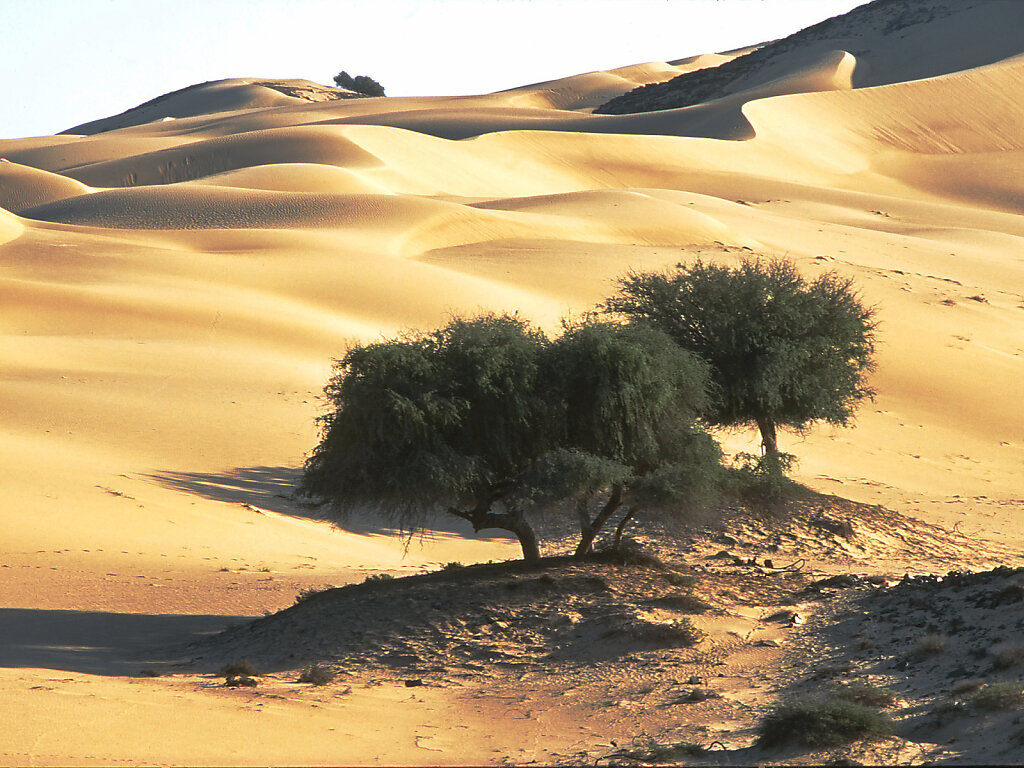 Ramlat al Wahiba / Ar Rimal ash Sharqiyya