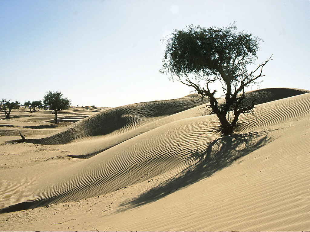 Ramlat al Wahiba / Ar Rimal ash Sharqiyya