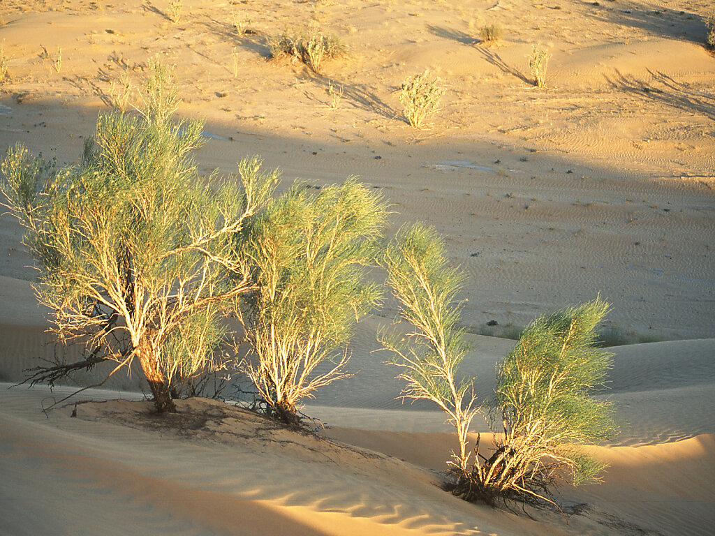 Rub Al Khali