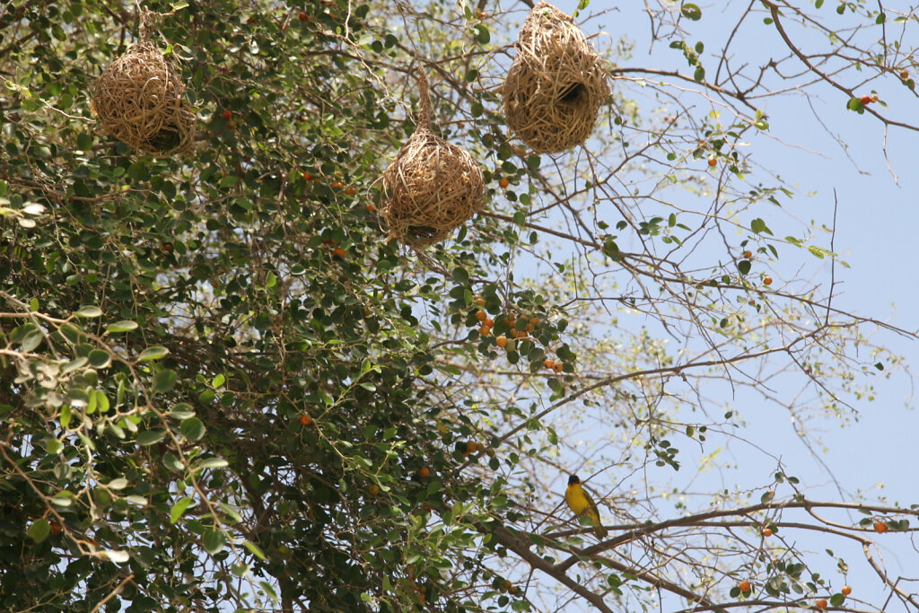 Vogelnest / Birdnest