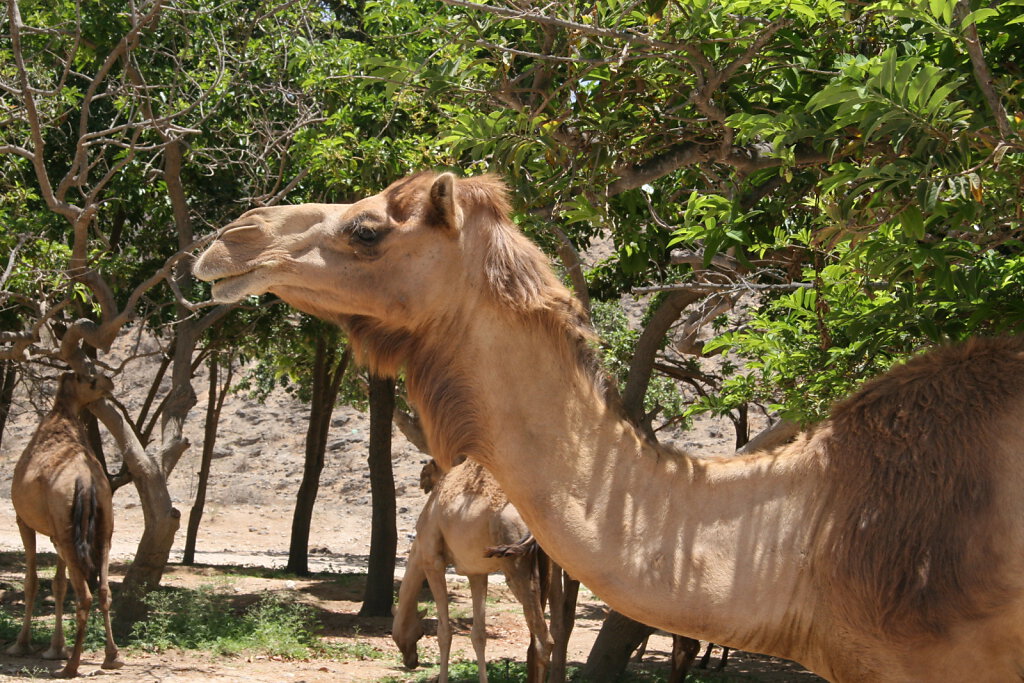 Ain Razat Kamele / Camels