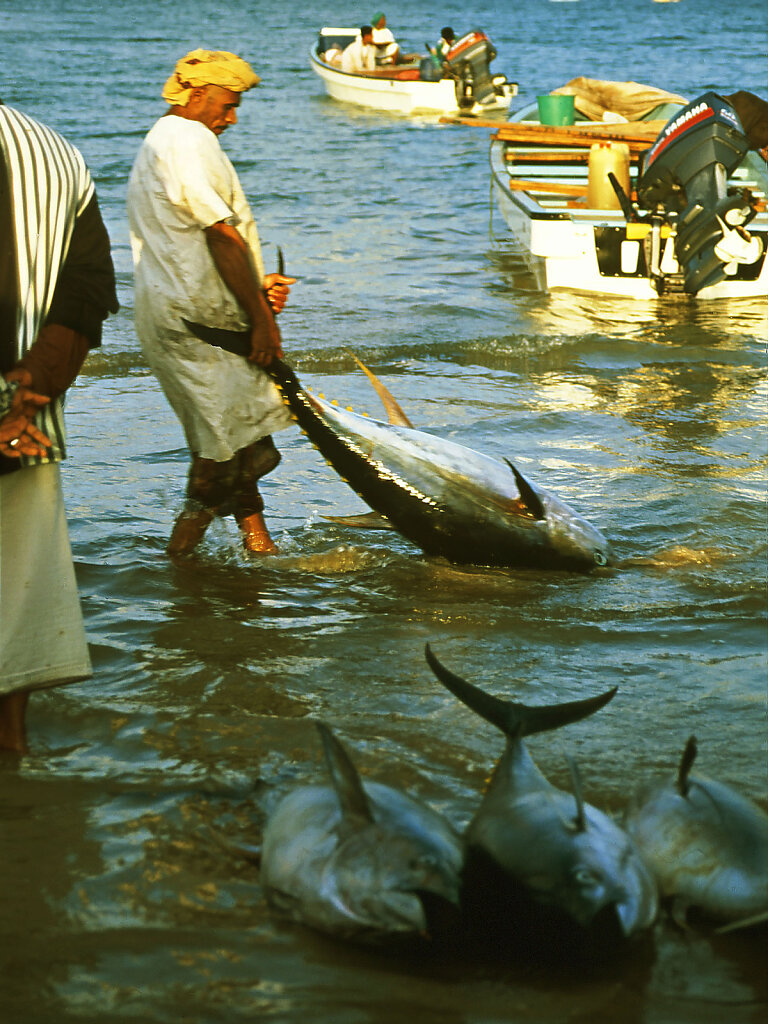 Sur Thunfischauktion / Sur Tuna Auction