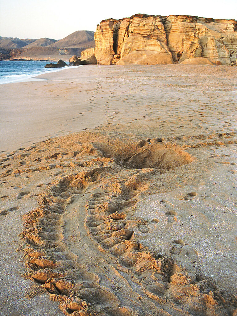 Ras Al Dschinz Schildkrötenspuren / Ras Al Jinz turtle tracks