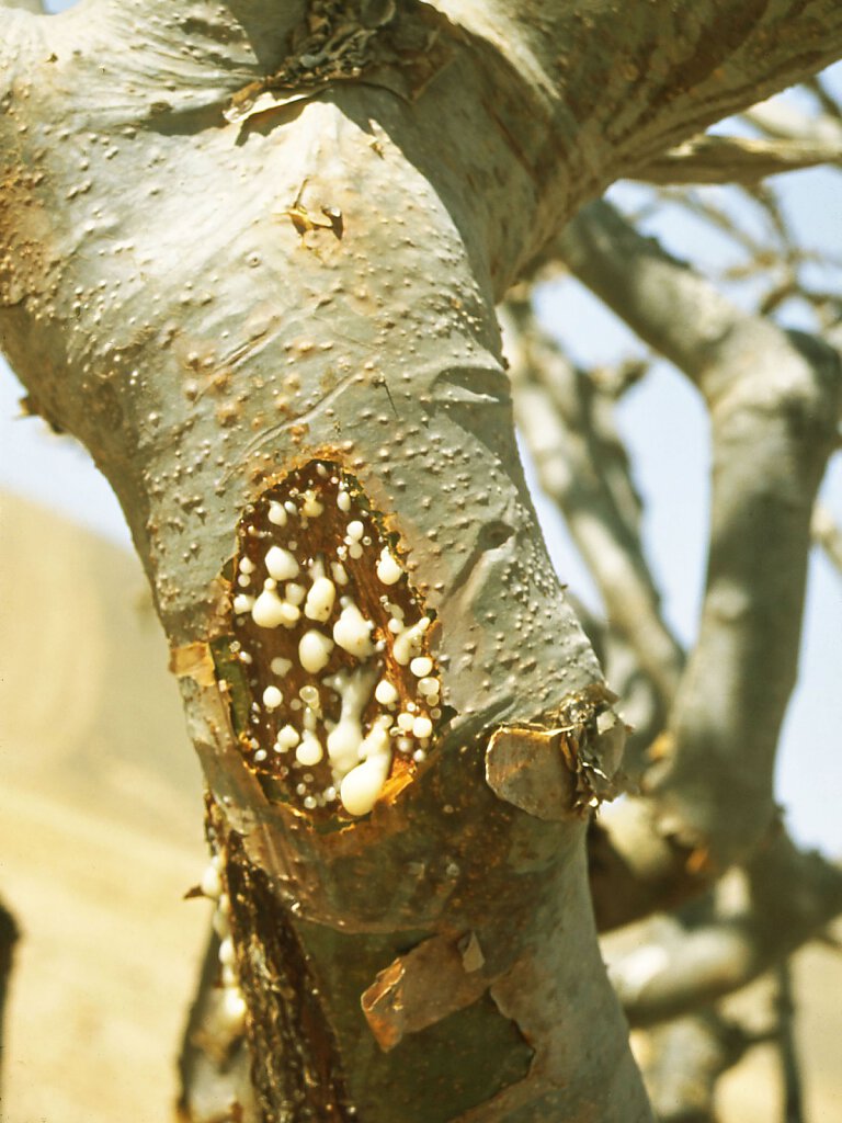 Weihrauch / Frankincense