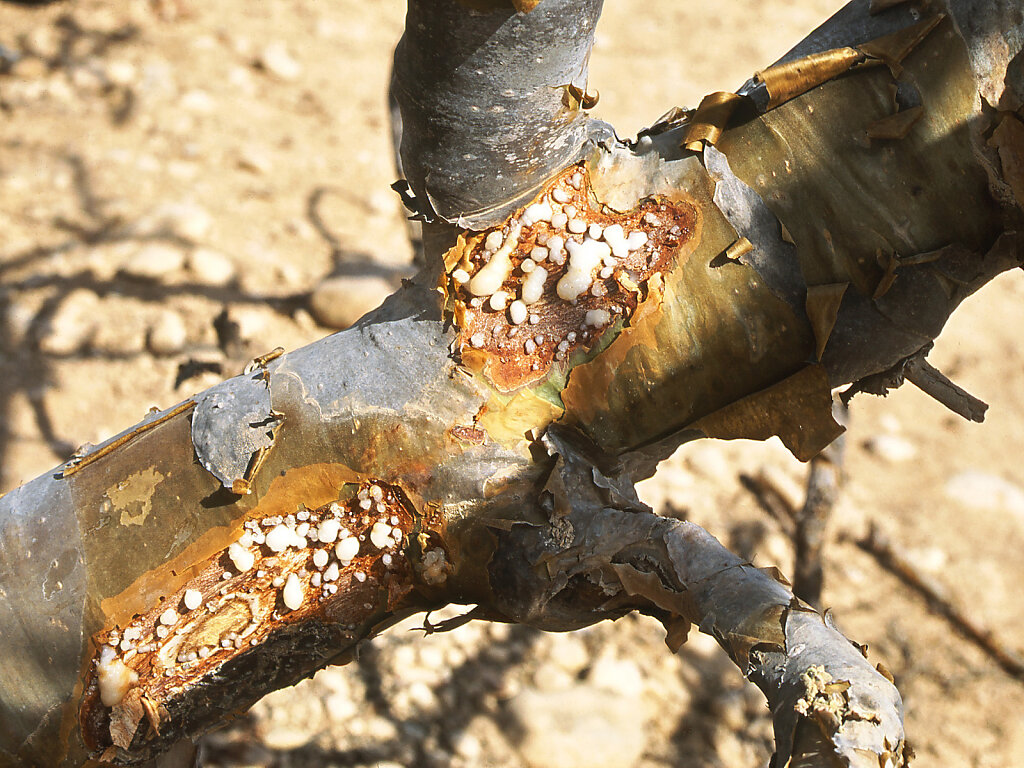 Weihrauch / Frankincense