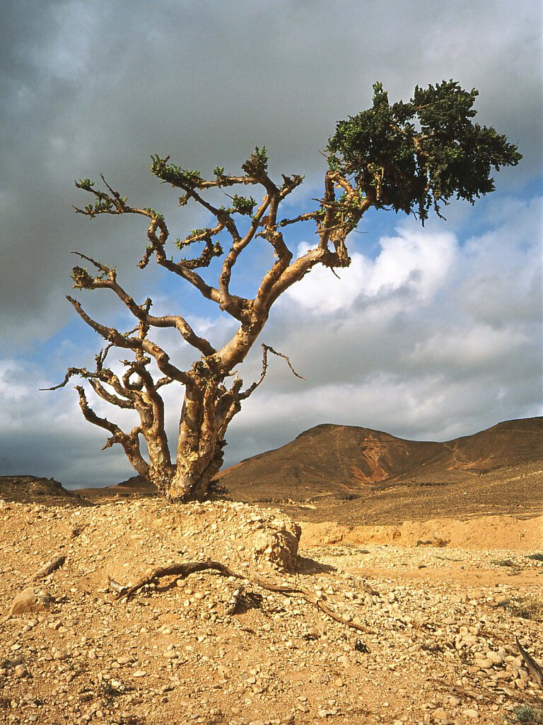 Weihrauchbaum / Frankincense Tree