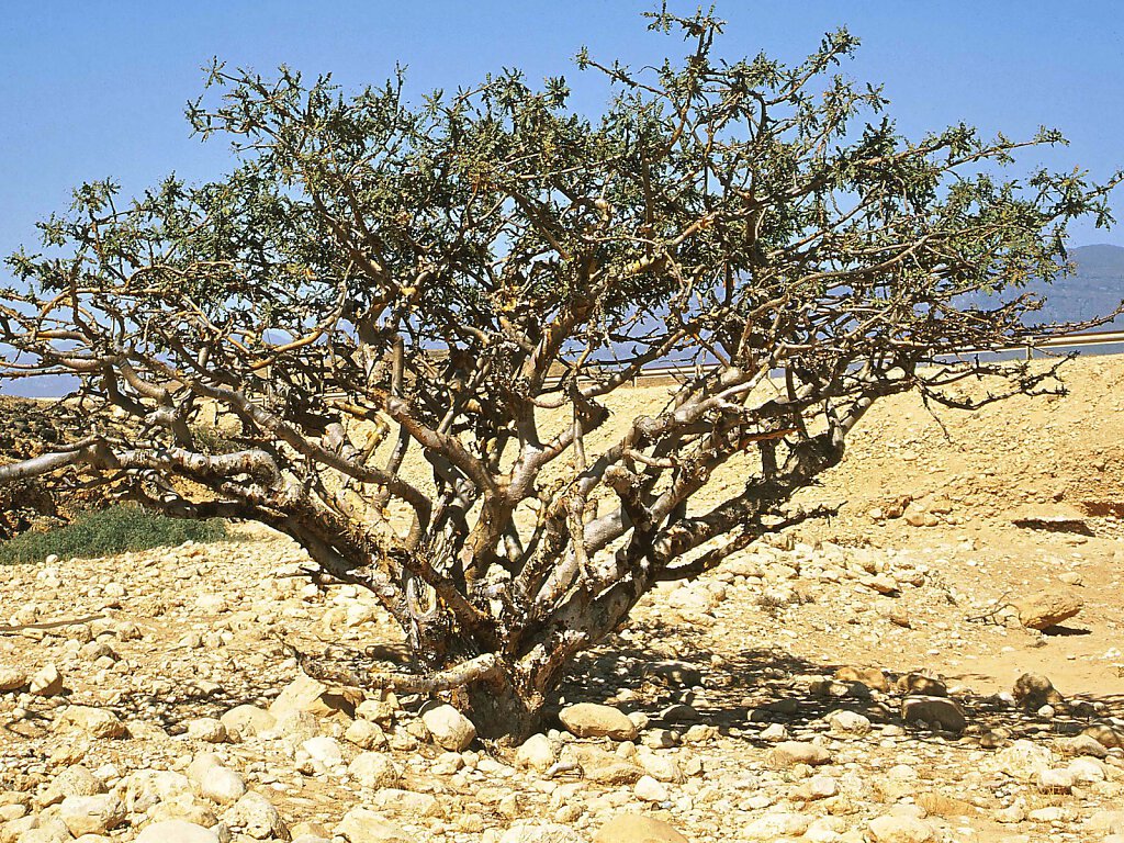 Weihrauchbaum / Frankincense Tree