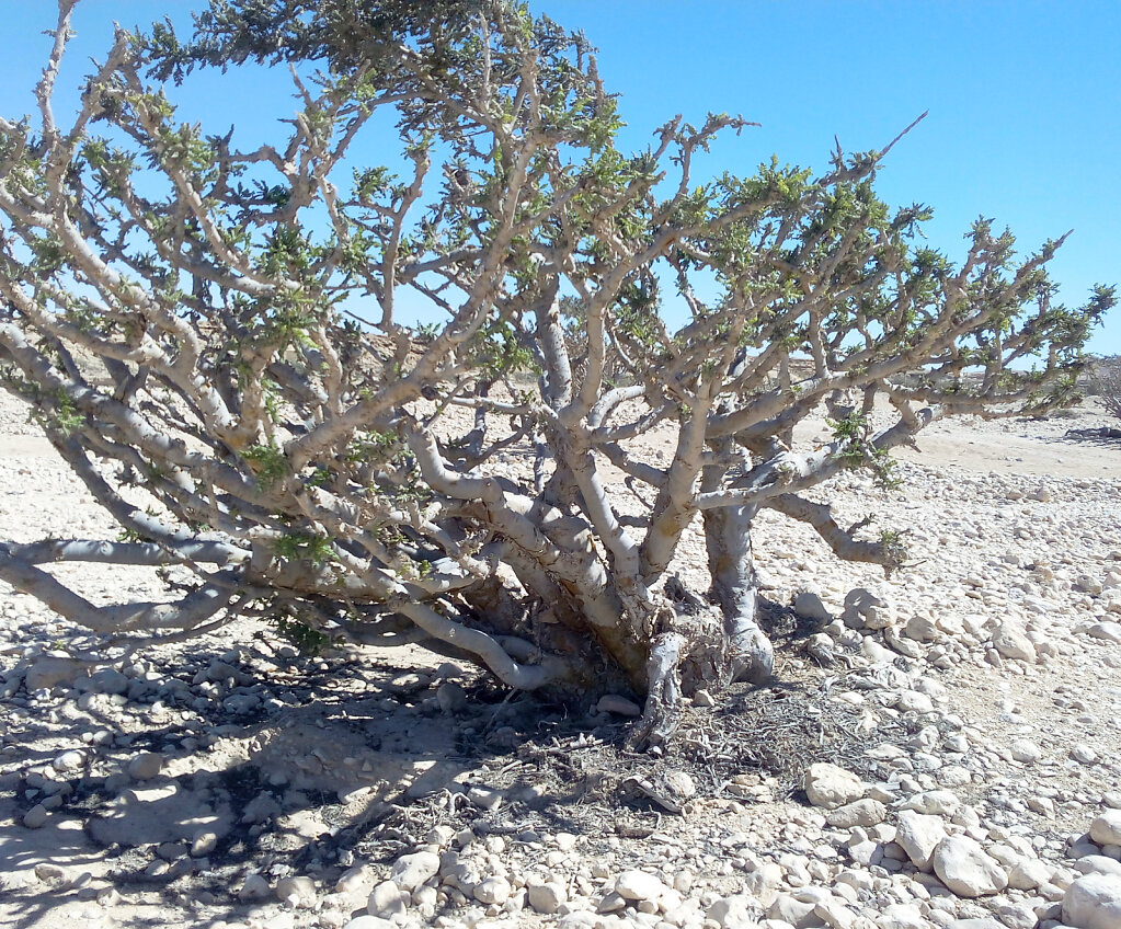 Weihrauchbaum / Frankincense Tree