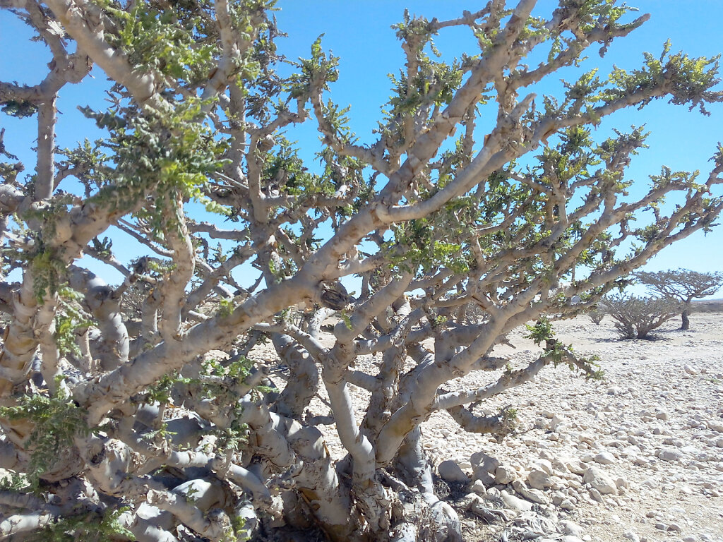 Weihrauchbaum / Frankincense Tree