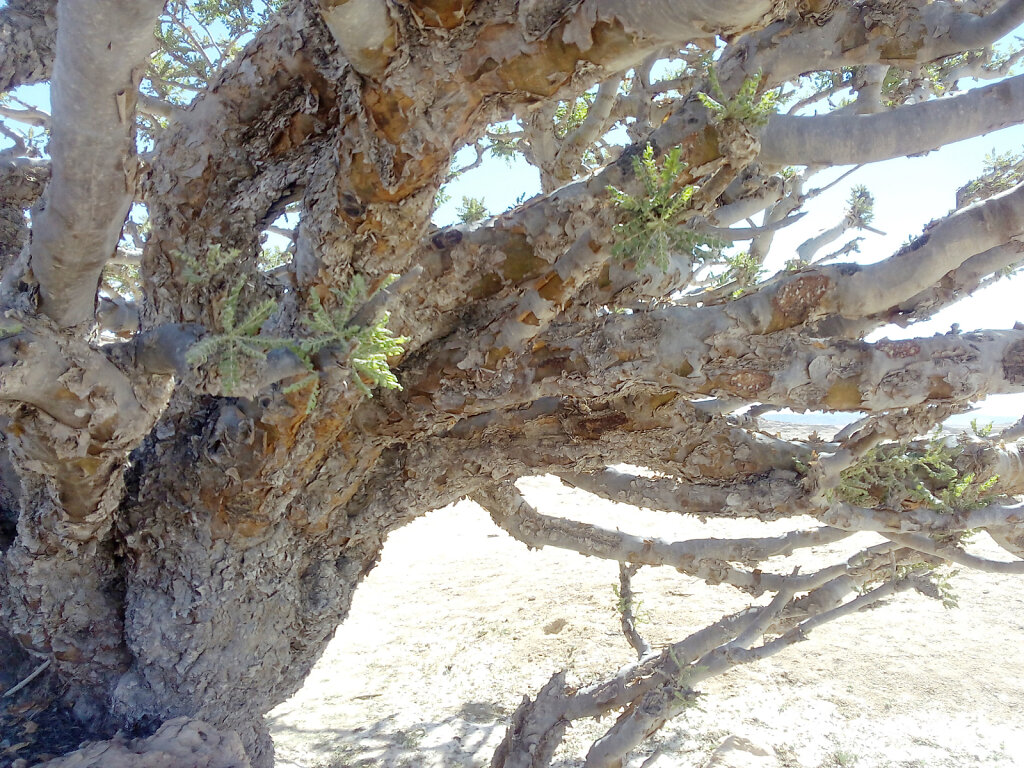 Weihrauchbaum / Frankincense Tree