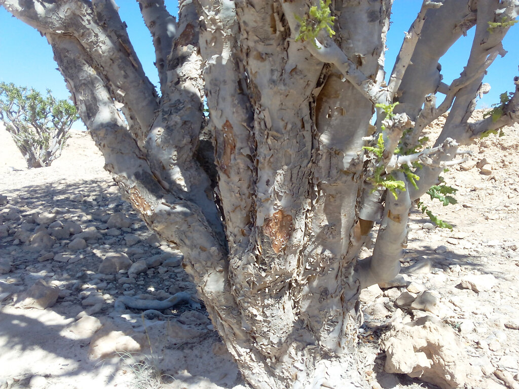 Weihrauchbaum / Frankincense Tree