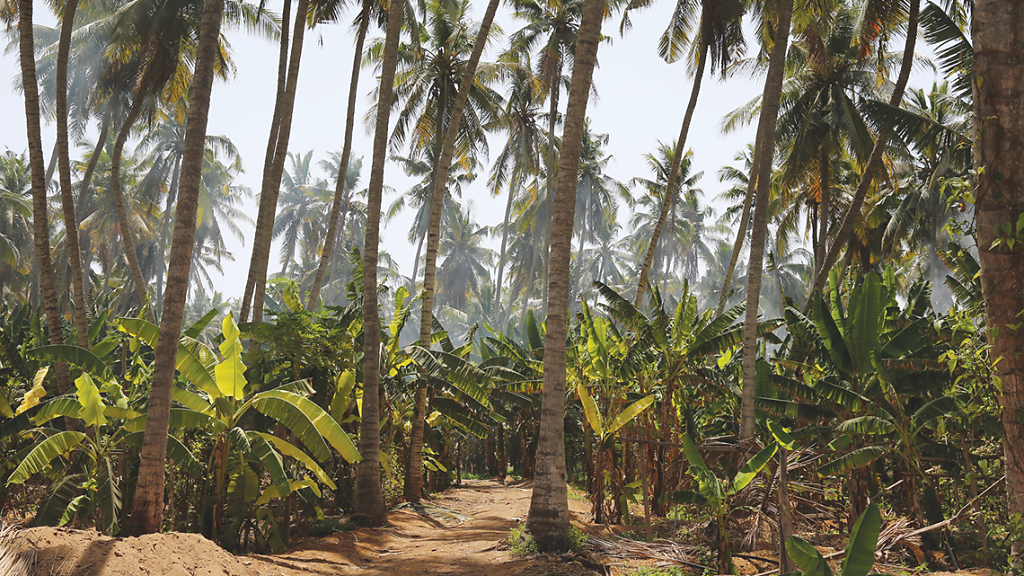 Salalah Plantagen / Plantations