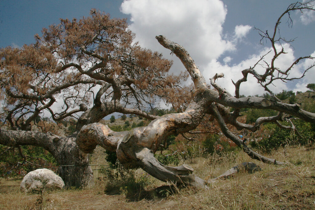 Nordzypern Bäume / Northern Cyprus Trees