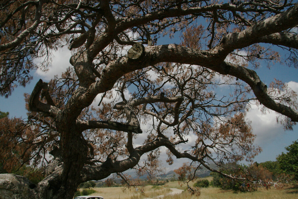 Nordzypern Bäume / Northern Cyprus Trees