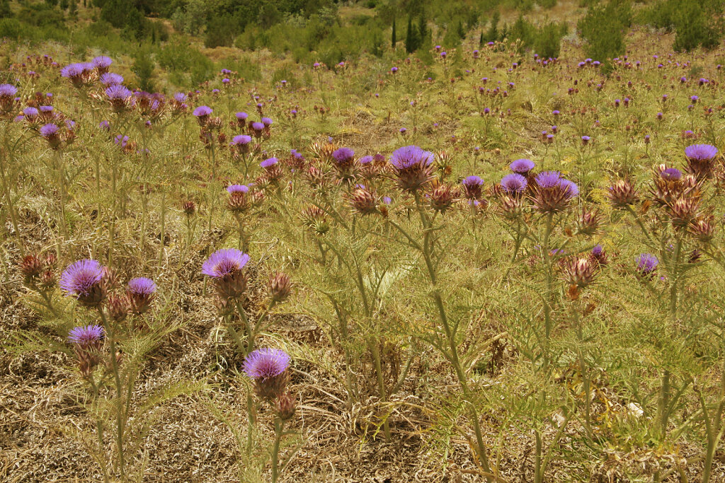 Karpaz