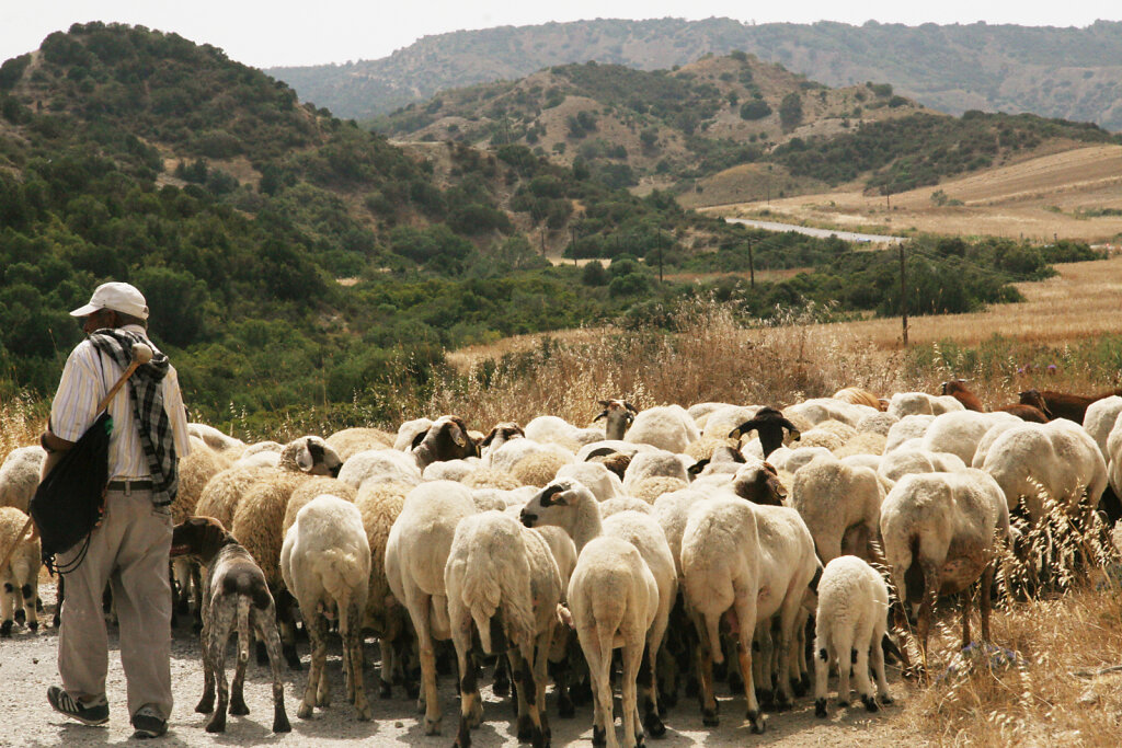 Schafherde / Shepherd