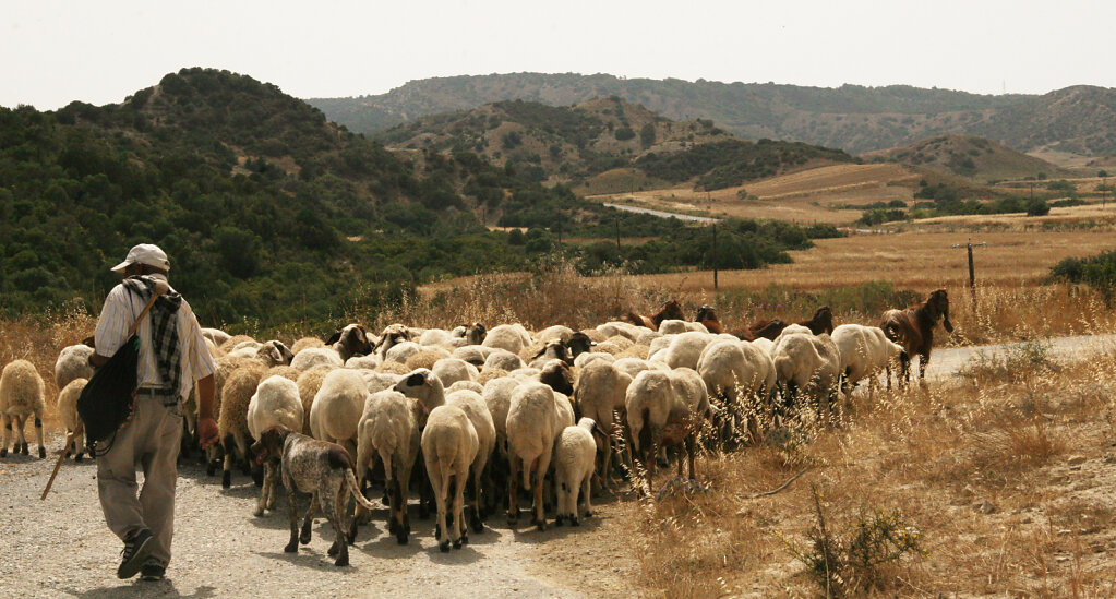 Schafherde / Shepherd