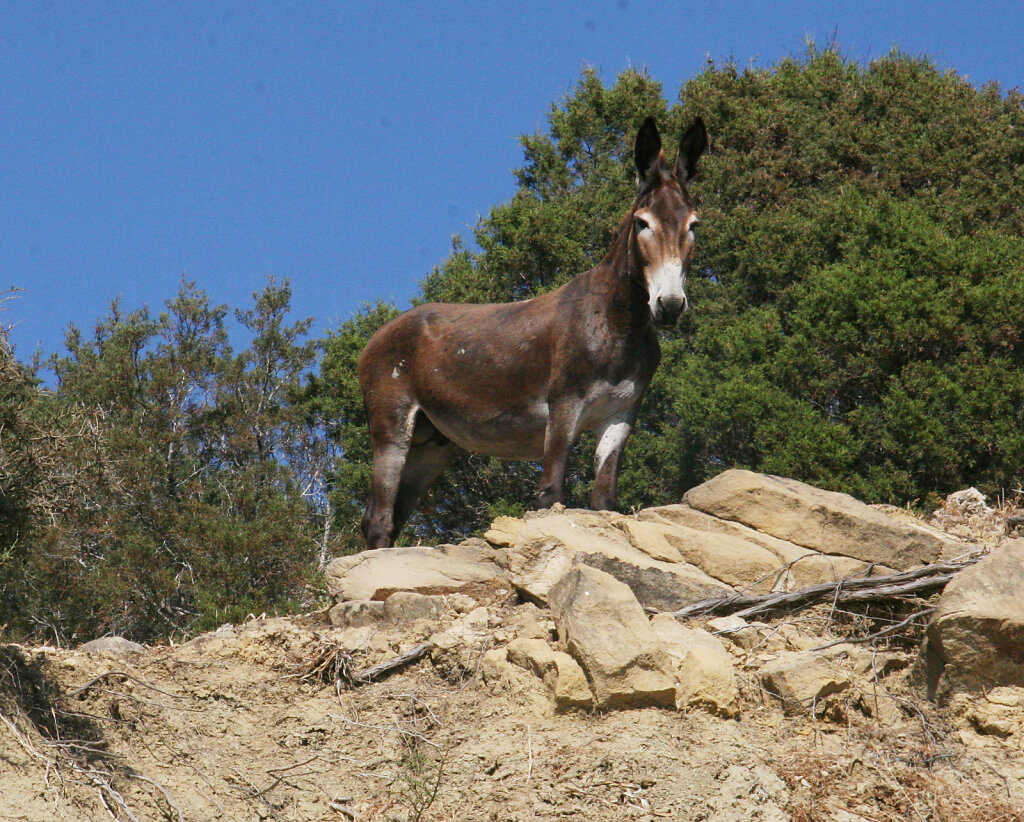 Wildesel / Wild Donkey