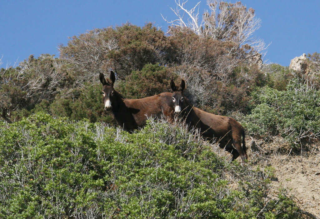 Wildesel / Wild Donkey