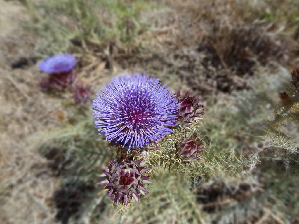 Distel / Thistle