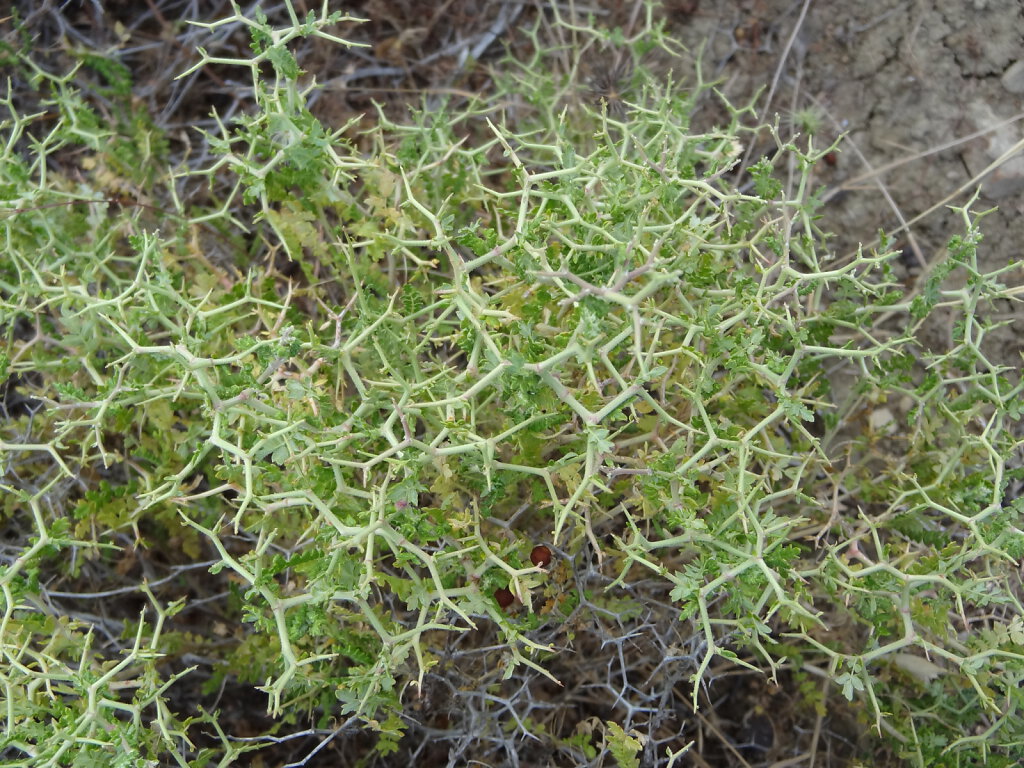 Distel / Thistle