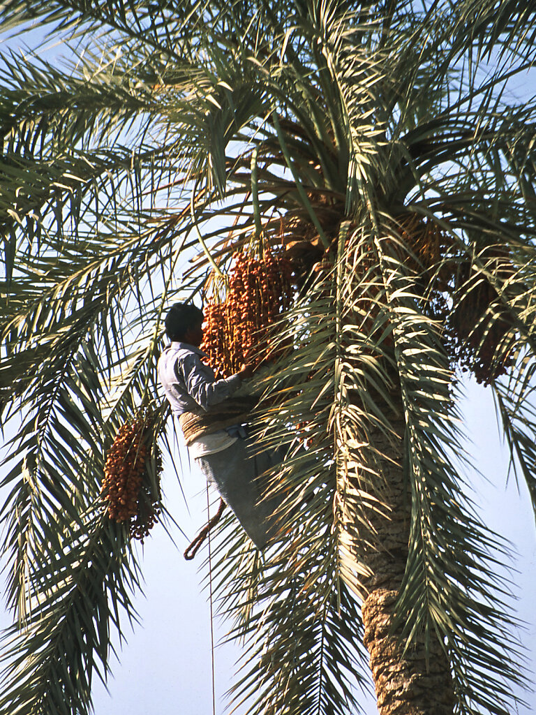 Dattelernte / Date Harvest