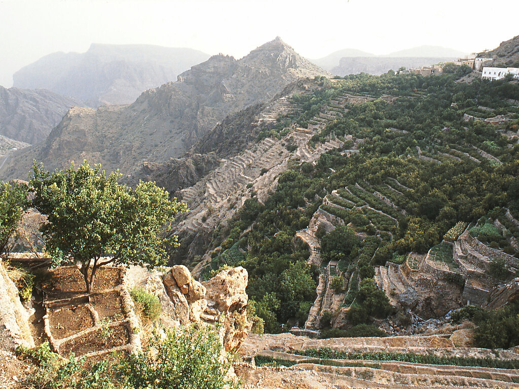 Djabal Akhdar Terrassenfelder / Jebel Akhdar terrace fields