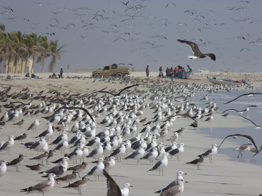 Salalah Strand / Beach