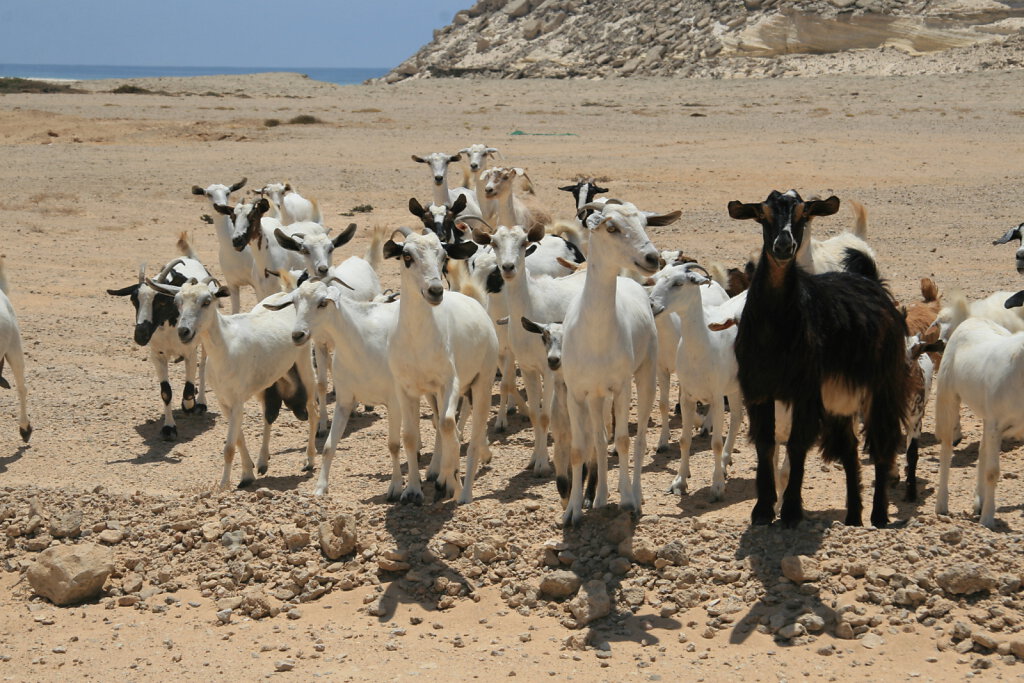 Ziegen / Goats