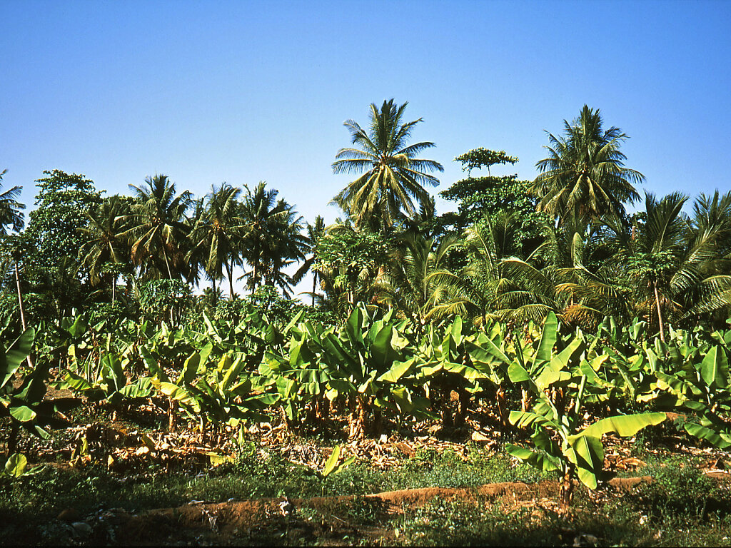 Salalah