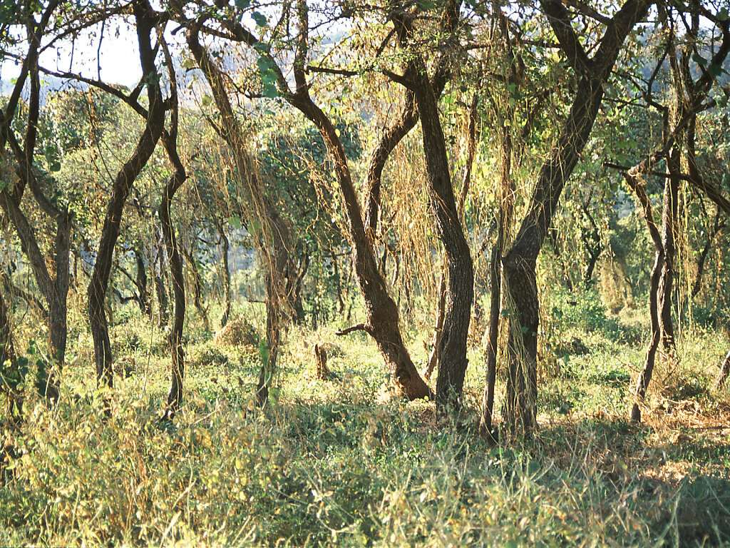 Wadi Darbat