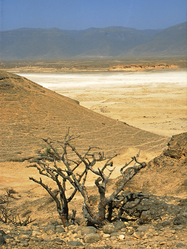 Weihrauchbaum / Frankincense Tree
