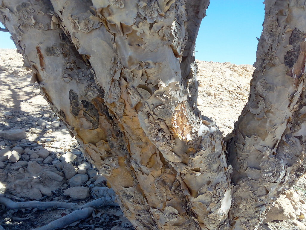 Weihrauchbaum / Frankincense Tree
